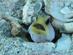 Yellow Head Jawfish with eggs at St. Croix's Swirling Ree... by Gustavo Viviani 